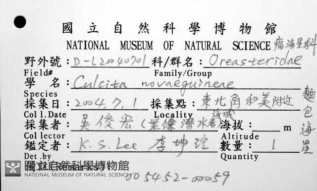 麵包海星(饅頭海星)藏品圖，第12張