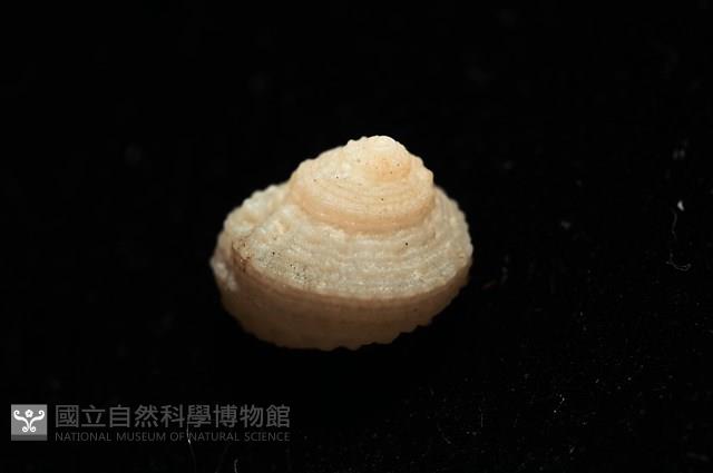 荔枝花冠螺藏品圖，第12張