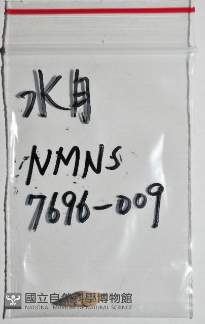 水月蛹筆螺藏品圖，第12張