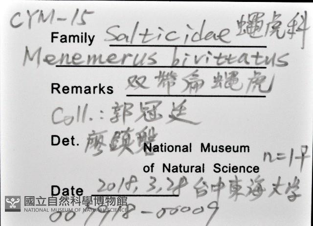 雙帶扁蠅虎藏品圖，第12張