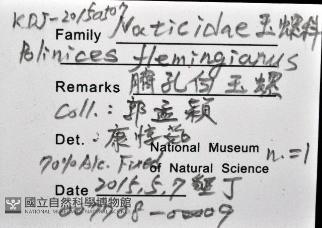 臍孔白玉螺藏品圖，第12張