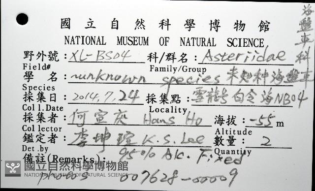 未知種海盤車藏品圖，第12張