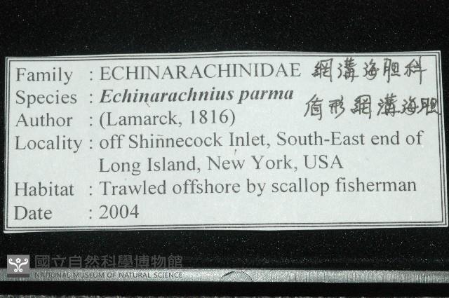 盾形網溝海膽藏品圖，第12張