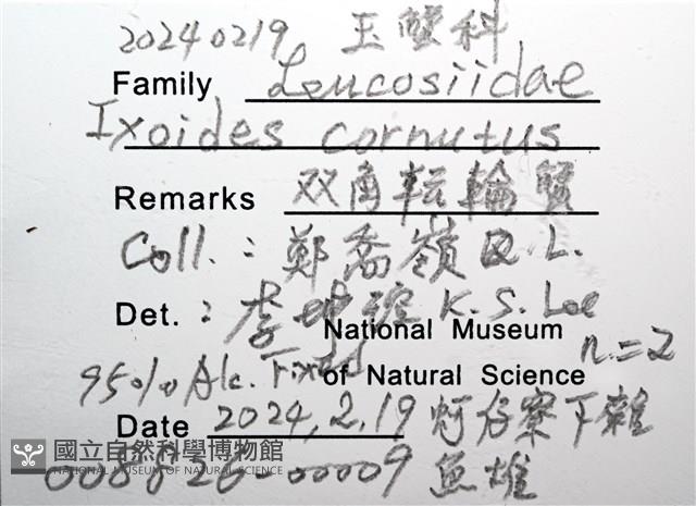 雙角轉輪蟹藏品圖，第12張