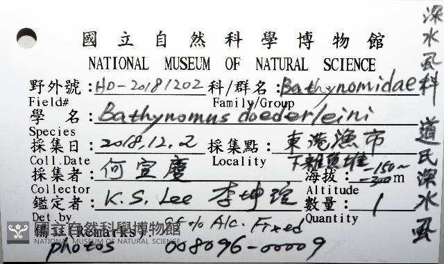 道氏深水虱藏品圖，第12張