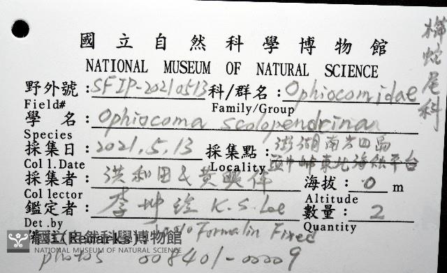 蜈蚣櫛蛇尾藏品圖，第12張