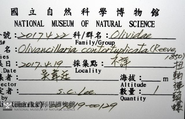 扭軸彈頭螺藏品圖，第12張