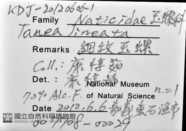 細紋玉螺藏品圖，第12張
