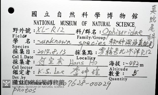 未知種真蛇尾藏品圖，第12張