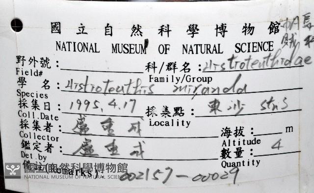 奇妙帆魷藏品圖，第12張