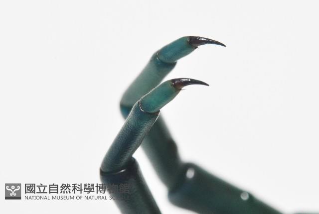 日本巨蜈蚣藏品圖，第12張