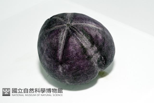 中華釜海膽藏品圖，第12張