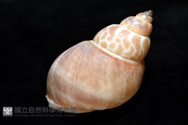 錫蘭鳳螺藏品圖，第12張
