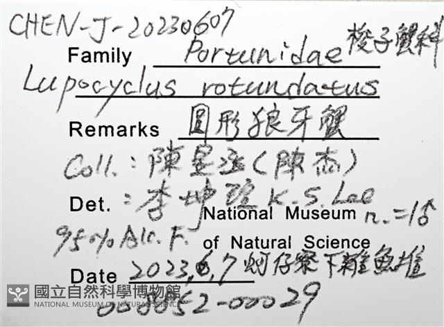 圓形狼牙蟹藏品圖，第12張