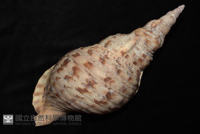 大法螺藏品圖，第12張