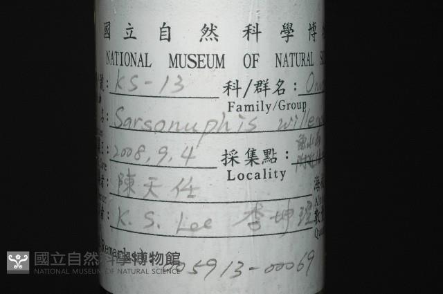 刺管薩歐蟲藏品圖，第12張