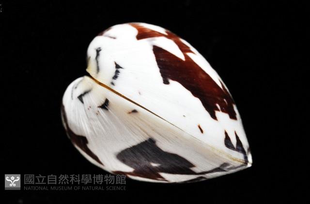 秀美文蛤藏品圖，第12張