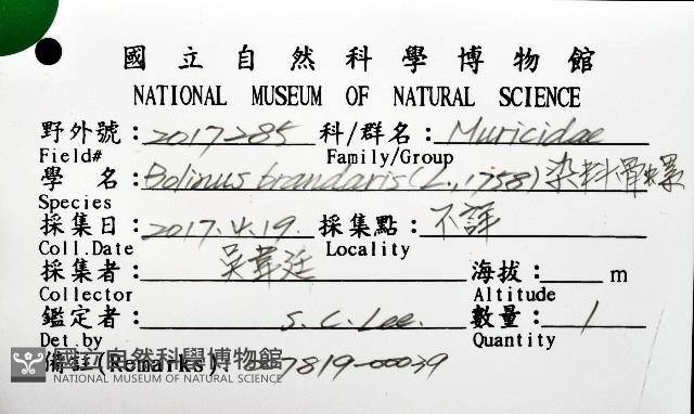 染料骨螺藏品圖，第12張
