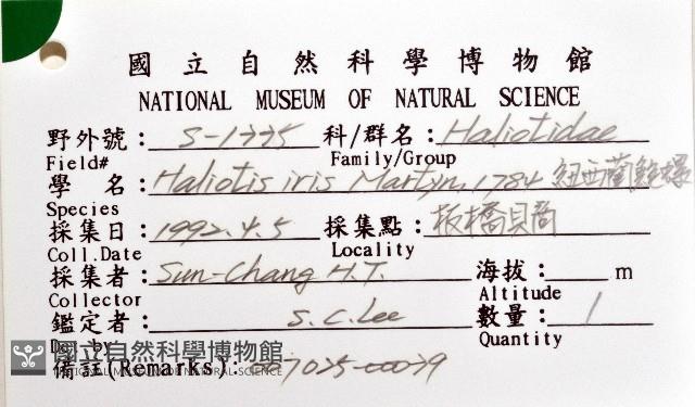 紐西蘭鮑螺藏品圖，第12張