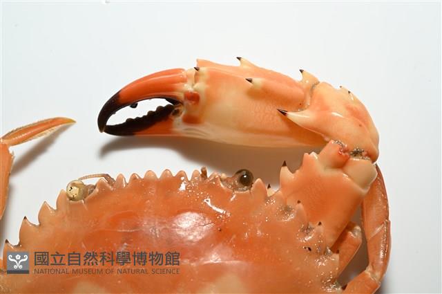 晶瑩蟳藏品圖，第11張
