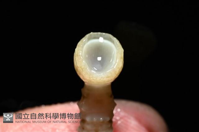 未知種海蛭藏品圖，第12張