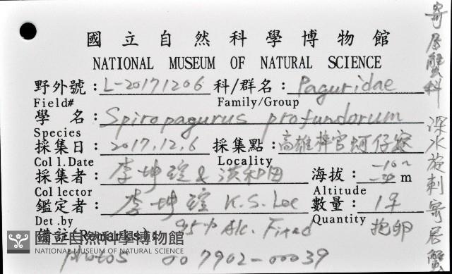 深水旋刺寄居蟹藏品圖，第12張