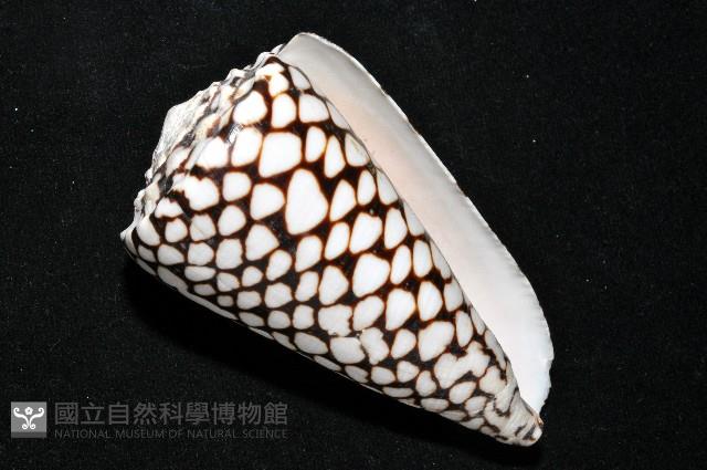 大理石芋螺藏品圖，第12張