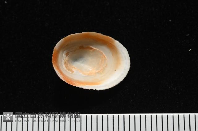 尖頂梳齒笠螺藏品圖，第12張
