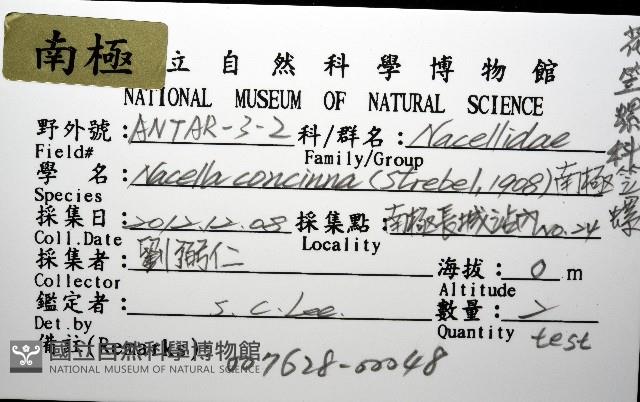 南極笠螺藏品圖，第12張