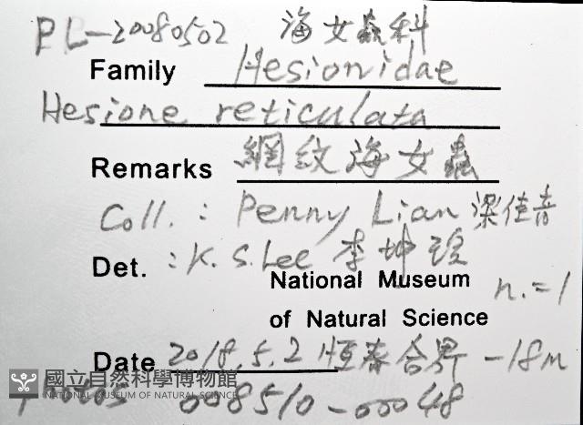 網紋海女蟲藏品圖，第12張