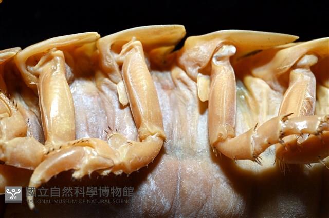 道氏深水虱藏品圖，第12張