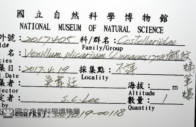 繩紋蛹筆螺藏品圖，第12張