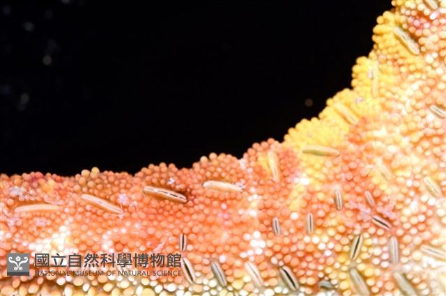 未知種花瘤海星 sp. 01藏品圖，第12張