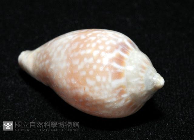 艷紅穀米螺藏品圖，第12張