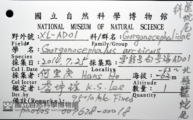 北極筐蛇尾藏品圖，第12張