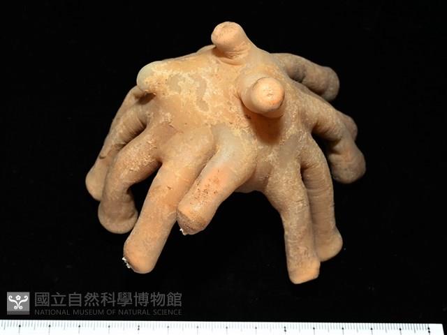 寄居蟹鞘群海葵藏品圖，第12張