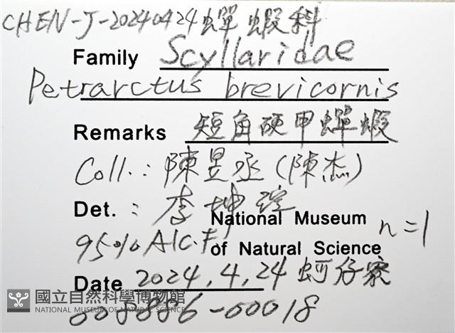 短角硬甲蟬蝦藏品圖，第12張