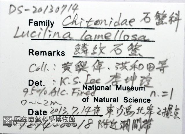 鱗紋石鱉藏品圖，第12張