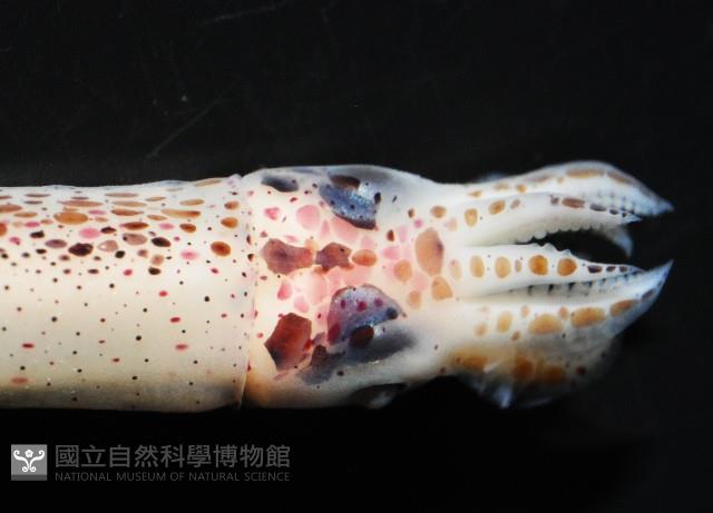奧蘭鳶柔魚藏品圖，第12張