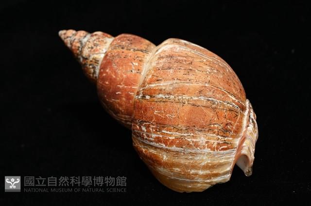 霧花鳳螺(華南鳳螺)藏品圖，第12張