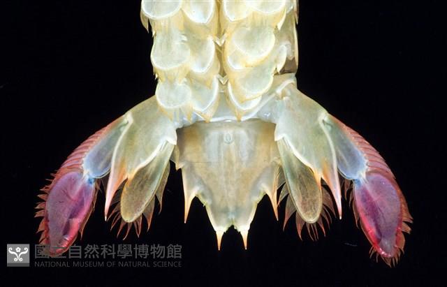 脊尾齒指蝦蛄藏品圖，第12張