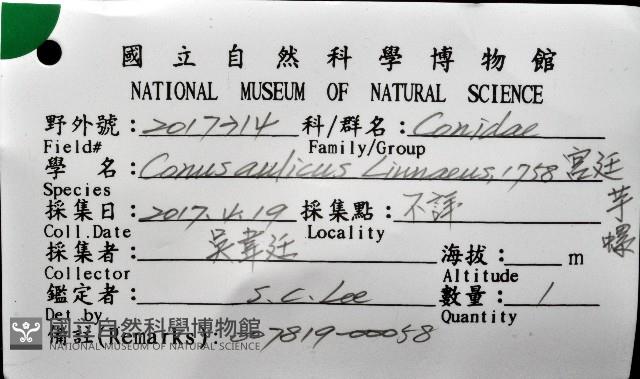 宮廷芋螺藏品圖，第12張