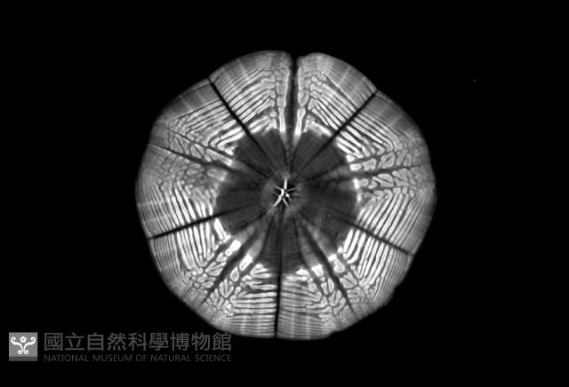 扁平蛛網海膽藏品圖，第12張