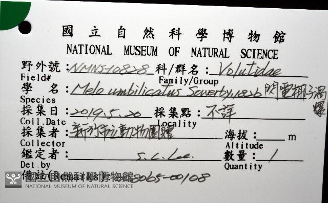 閃電椰子渦螺藏品圖，第12張