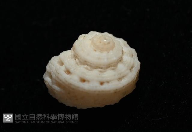 環上花冠螺藏品圖，第12張