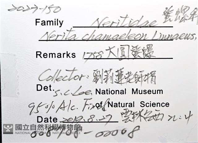 大圓蜑螺藏品圖，第12張