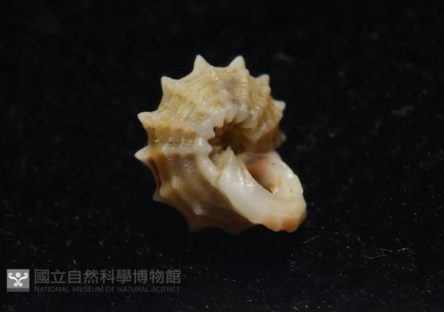大溪花冠螺藏品圖，第12張