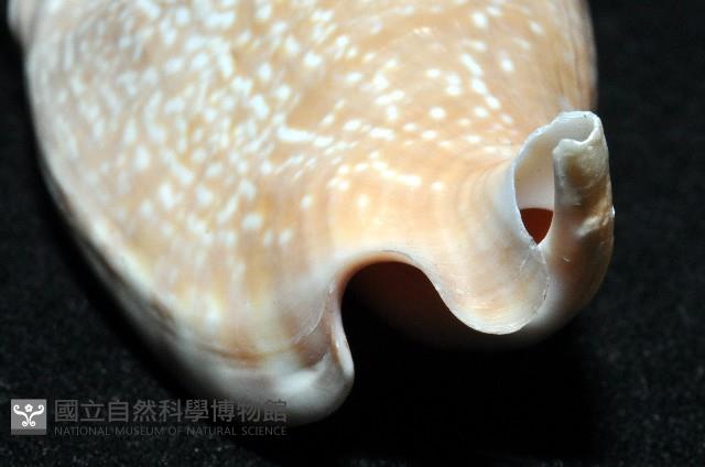 紅袖鳳凰螺藏品圖，第12張
