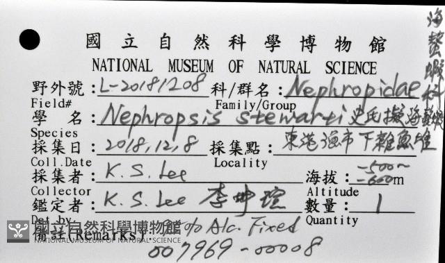 史氏擬海螯蝦藏品圖，第12張