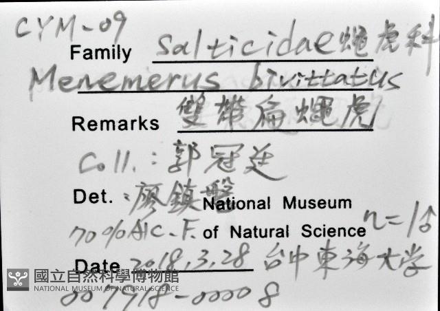 雙帶扁蠅虎藏品圖，第12張